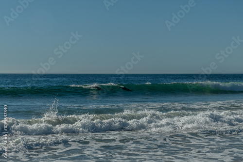 Scenic Zuma Beach vista in winter with two dolphins riding the wave, Malibu, Southern California