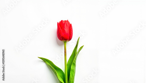 Single red tulip on a minimalist white background