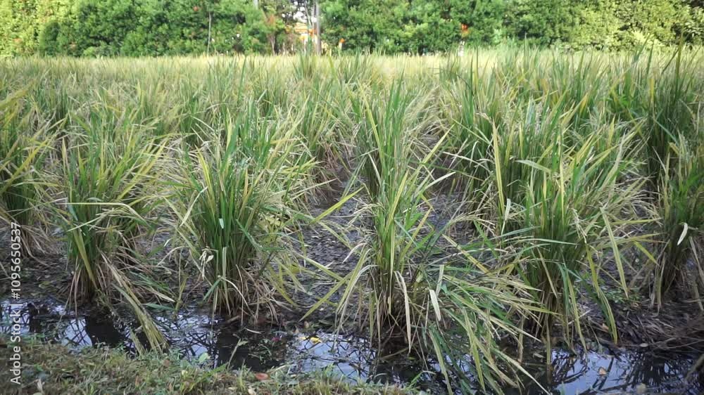 Lush Paddy Field with Ripening Rice Plants Lush Paddy Field with Ripening Rice Plants