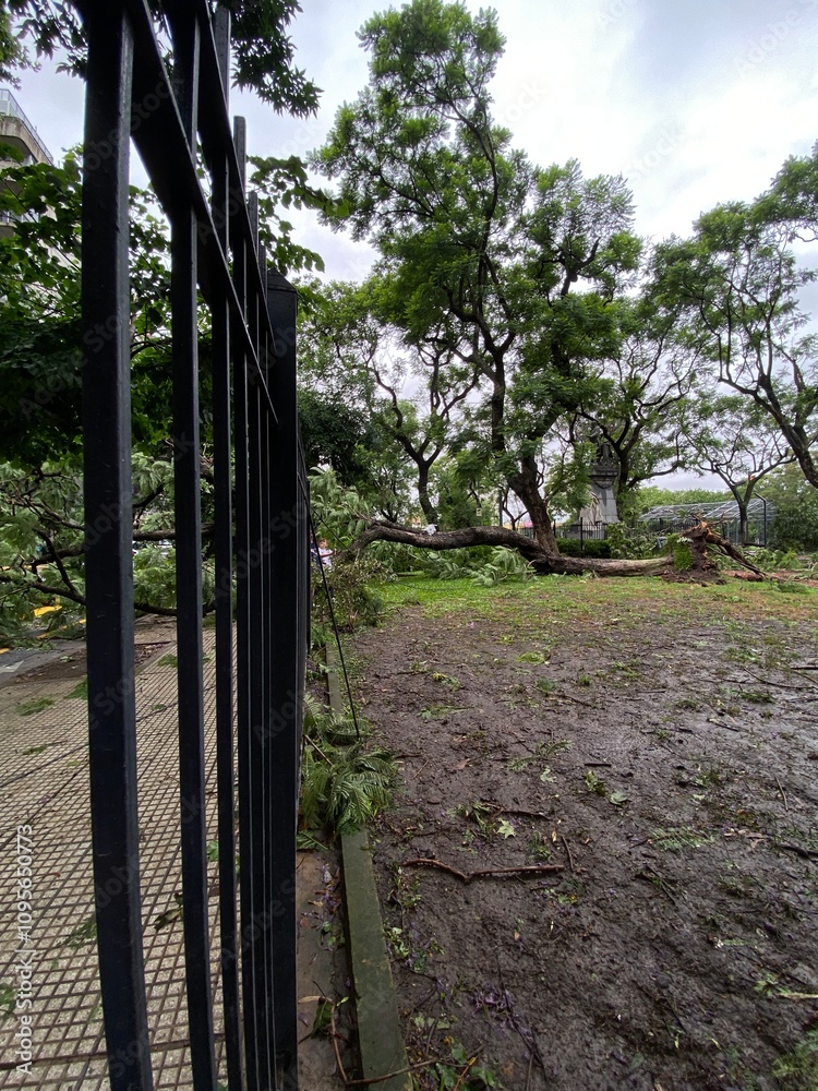 hurricane, trees fell during the wind and rain storm in Buenos Aires, Argentina. hurricane, trees fell during the wind and rain storm in Buenos Aires, Argentina.