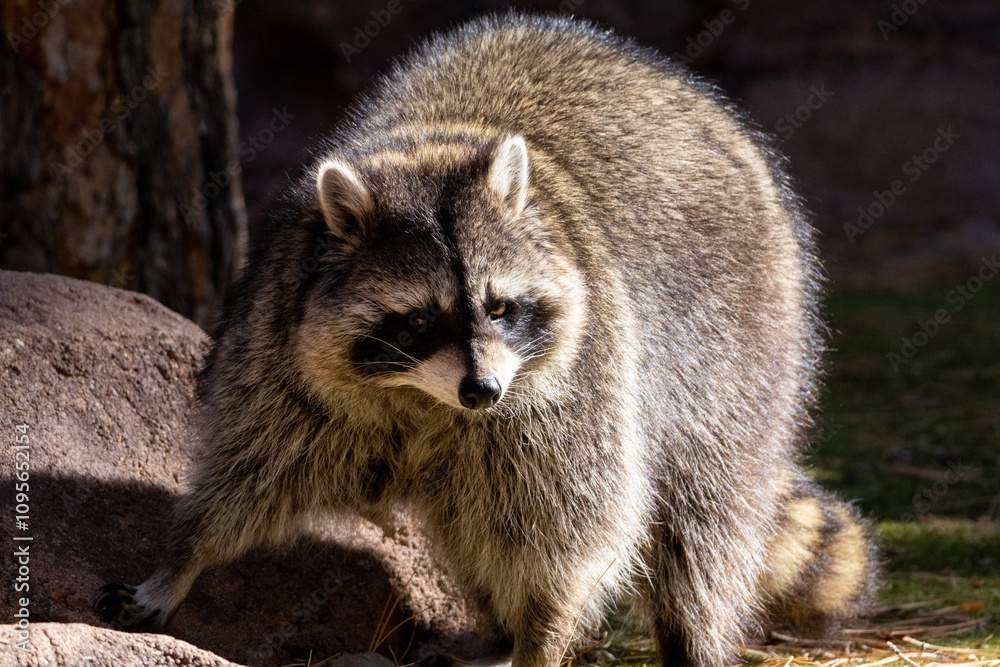 Obraz premium close up of a raccoon