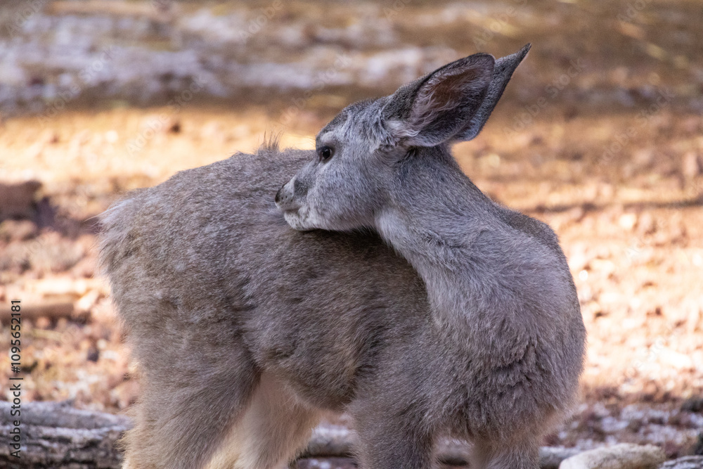 Fototapeta premium mule deer baby 