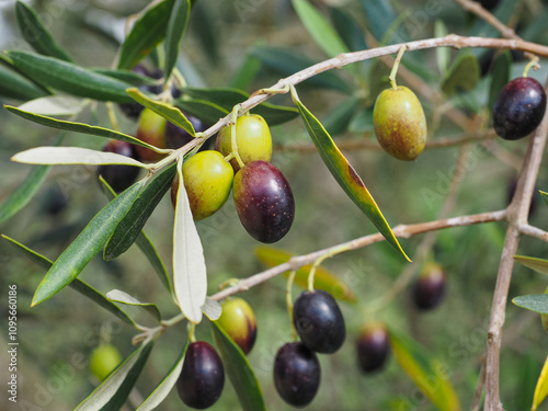 Olive tree branch with leaves and fruits, close up. Cultivated for consumption, known to as 