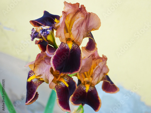 Iris Germanica Indian Chief or Bearded iris, bright colorful flower, against yellow background close up. German bearded iris is herbaceous flowering plant of the family Iridaceae. Popular garden plant photo