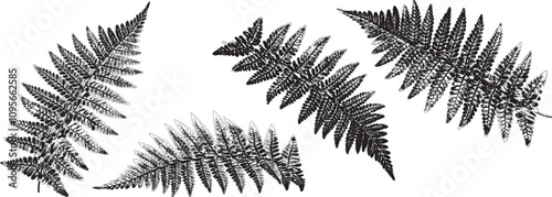 Vector Silhouette Collection: Clean and Bold Designs Fern leaves isolated on white with clipping path