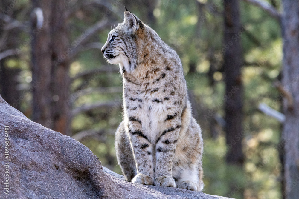 Fototapeta premium bobcat in the woods