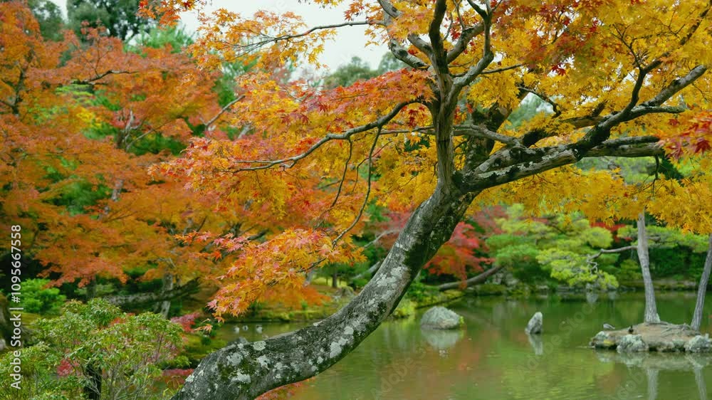 Beautiful autumn forest and pond in the park. Orange red and green color tree nature scene, Kyoto, Japan Beautiful autumn forest and pond in the park. Orange red and green color tree nature scene, Kyoto, Japan