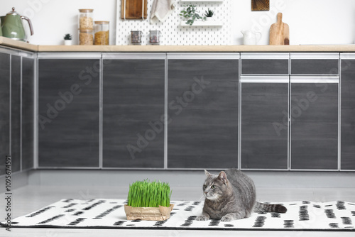 Cute grey cat with micro gr...
