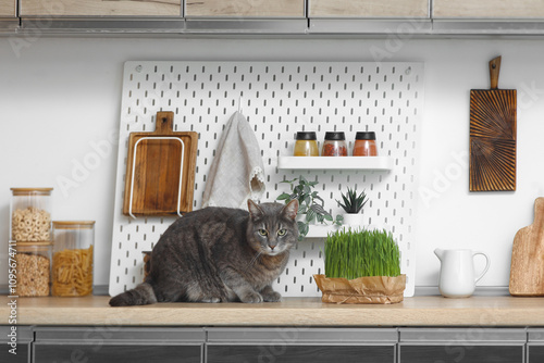 Cute grey cat with green gr...