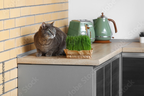 Cute grey cat with green gr...