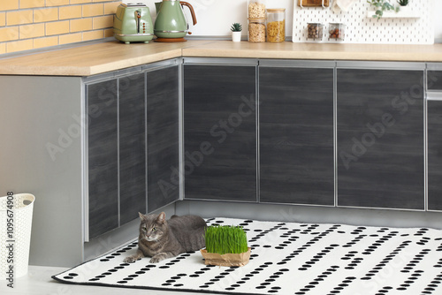 Cute grey cat with micro gr...