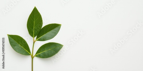 A fresh green leaf isolated on a white background for a minimalist aesthetic.