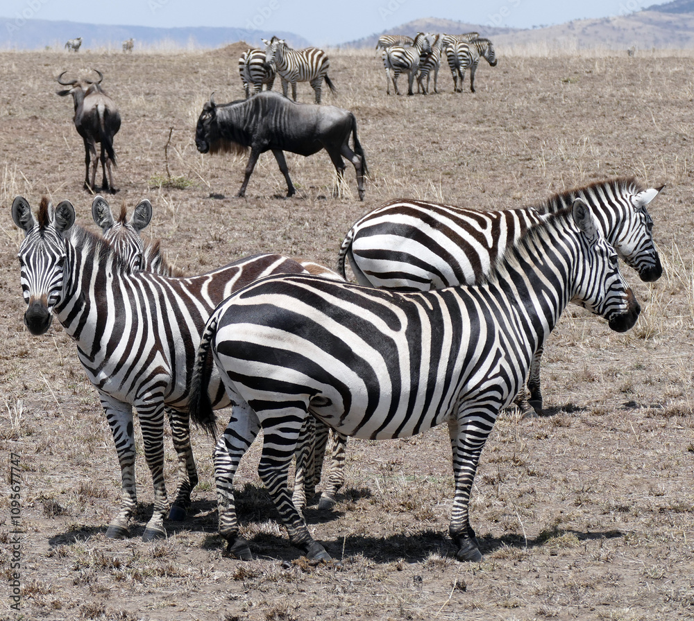 Zebras standing on dry grassland with wildebeest in background Zebras standing on dry grassland with wildebeest in background