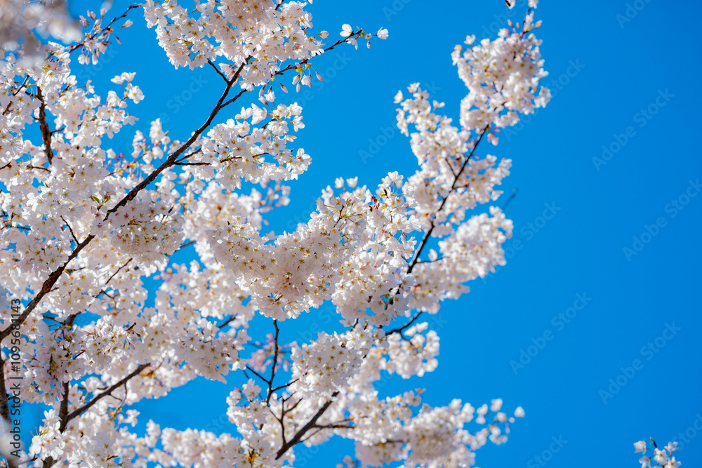 White cherry blossom. Blossom flowers of cherrytree. Spring background with blossom trees. Spring bloom. Blossom white flower. White cherry blossom. Blossom flowers of cherrytree. Spring background with blossom trees. Spring bloom. Blossom white flower.