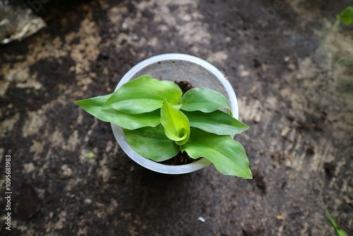 Kaempferia galanga plant deailed in a plastic pot. aromatic ginger leaves. sand ginger, cutcherry. one of four plants called galangal. photo