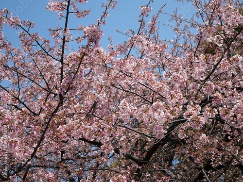 桜の枝 photo