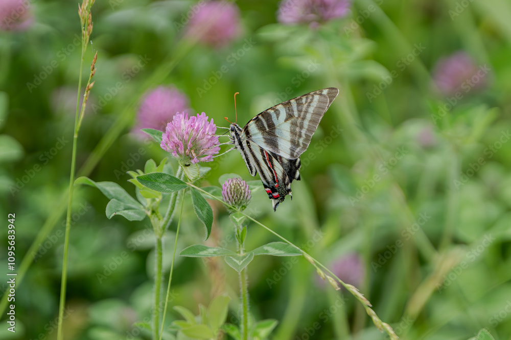 Obraz premium Zebra swallowtail butterfly on a flower