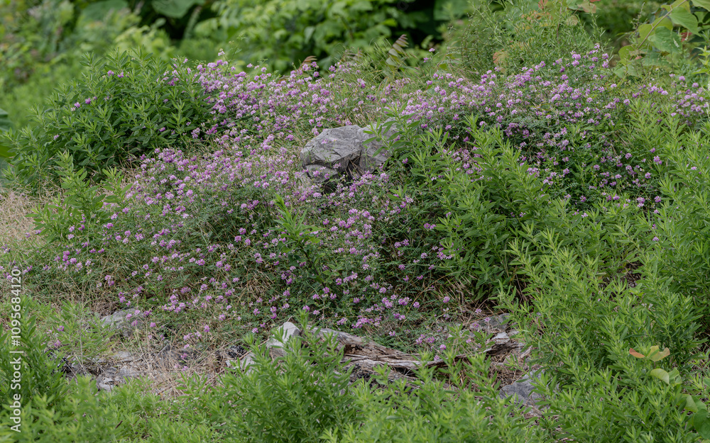 Obraz premium wildflower meadows