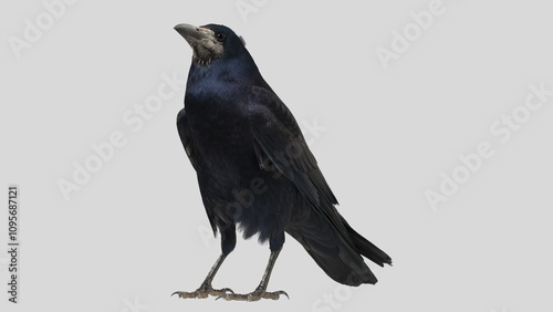 Black raven isolated on white background, crow cutout in empty backdrop