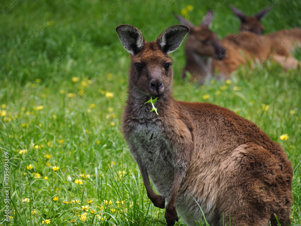 Kangaroo Eating