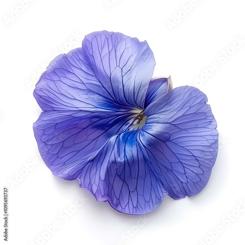 Blue Butterfly Pea Isolated on White Background. Beautiful Butterfly Pea Flower