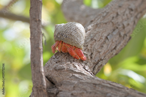 A hermit crab (soldier crab) hiding in its shell sitting on a tree branch