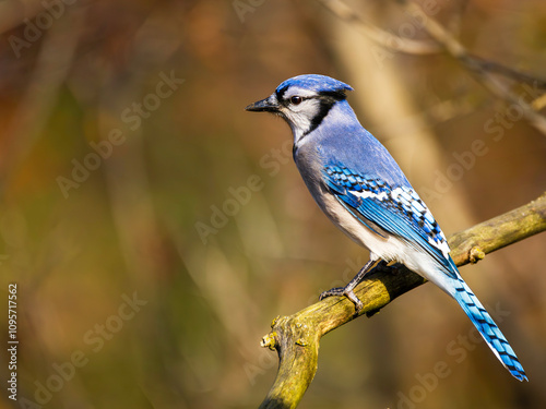 A close-up shot of a blue jay perched on a tree branch on a blurred bokeh background