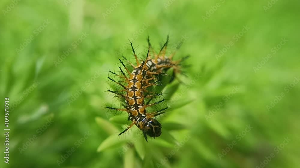 The caterpillar is yellow on a green background
The caterpillar is yellow on a green background