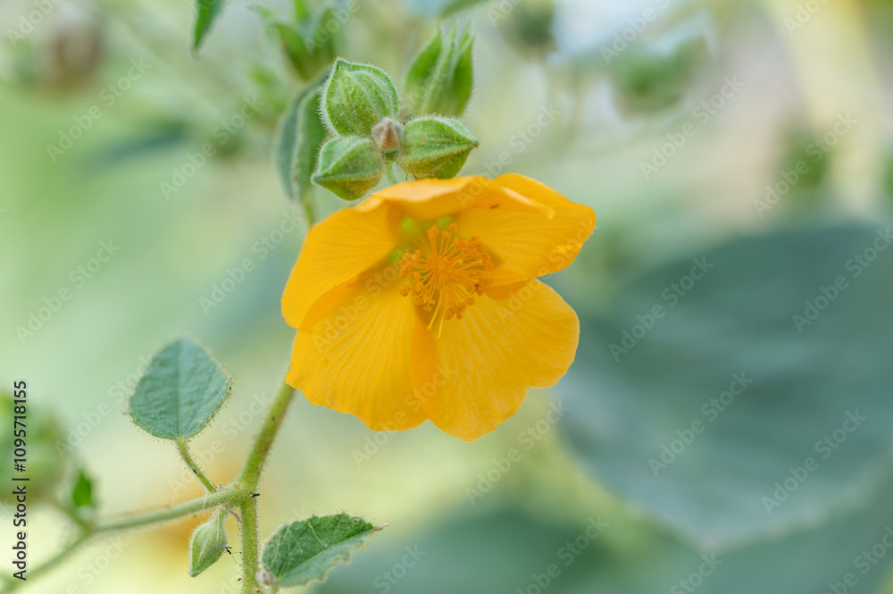 Hairy Indian mallow is a vibrant addition to a summer garden. Hairy Indian mallow is a vibrant addition to a summer garden.