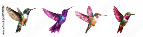 Colorful hummingbirds in flight showcasing vibrant feathers and unique patterns.