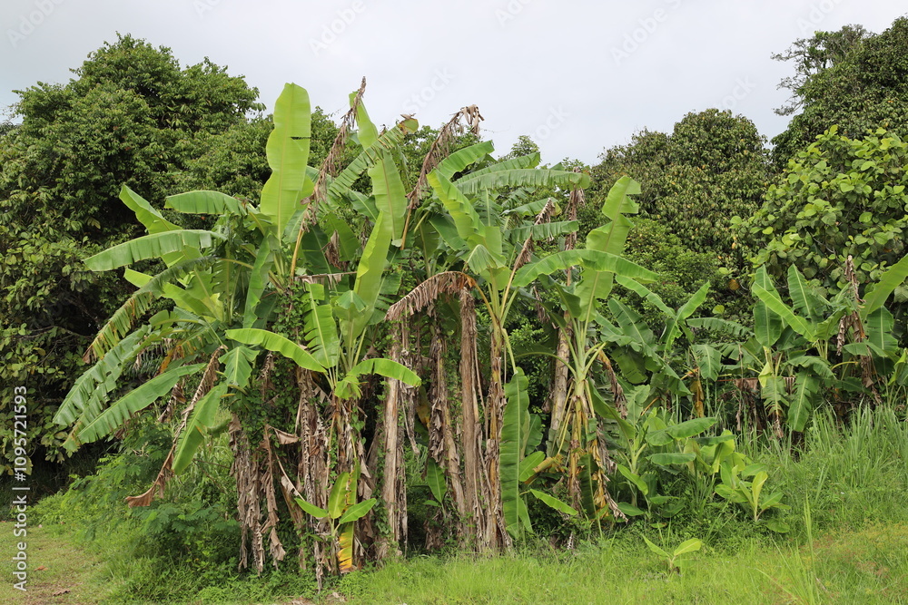lush bright light green leaves of banana trees against dark green forest under gray (grey) cloudy skies lush bright light green leaves of banana trees against dark green forest under gray (grey) cloudy skies