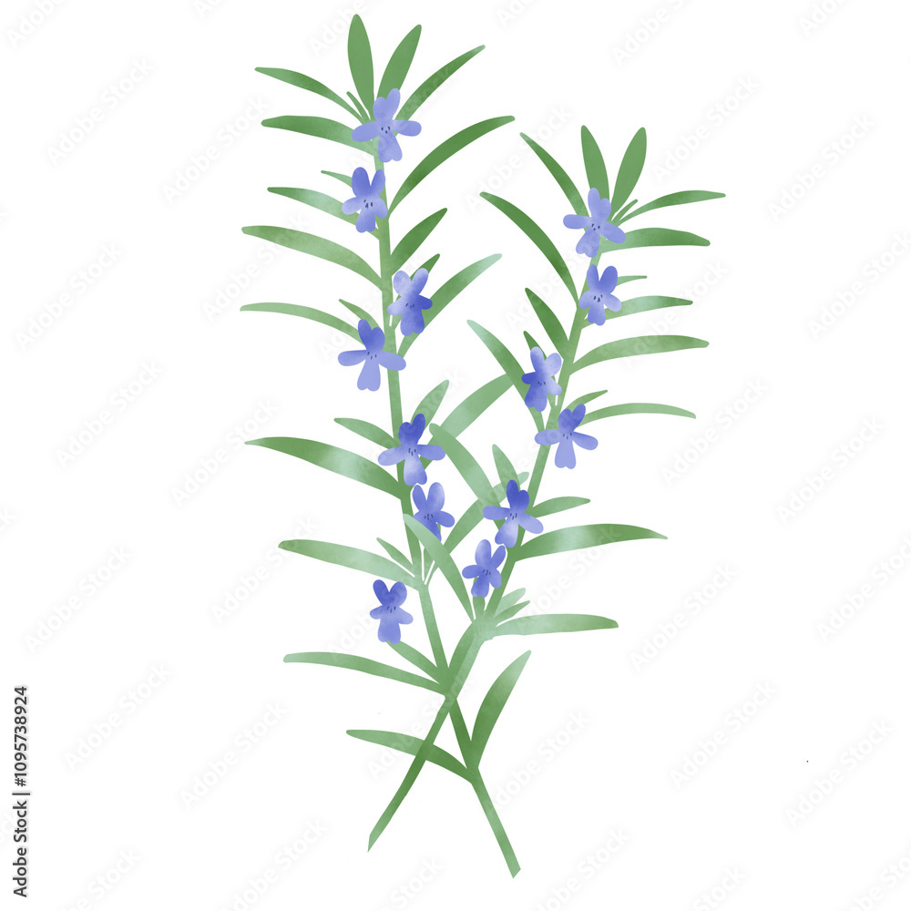 Fototapeta premium 水彩風 花の咲いたローズマリーのイラスト