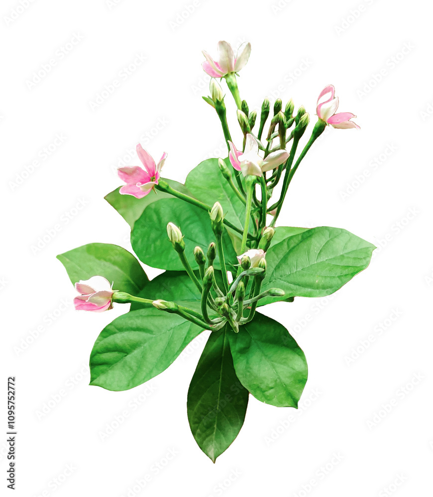 a plant with pink flowers on a png background, branch of a plant isolated with pink colour  flowers, a plant with green leaves on a png background, 