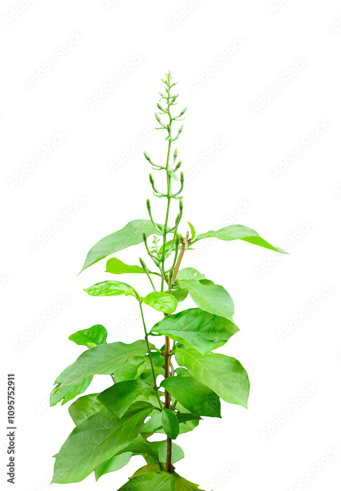 Fototapeta premium branch of a plant isolated with flowers, a plant with green leaves on a png background, 