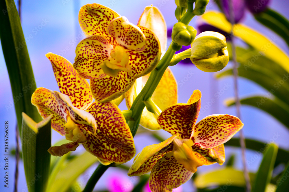 Yellow and red Vanda orchid (Vanda spp.) in full bloom with vibrant colors. The delicate petals and intricate details are highlighted against a softly blurred background, enhancing its exotic beauty. Yellow and red Vanda orchid (Vanda spp.) in full bloom with vibrant colors. The delicate petals and intricate details are highlighted against a softly blurred background, enhancing its exotic beauty.