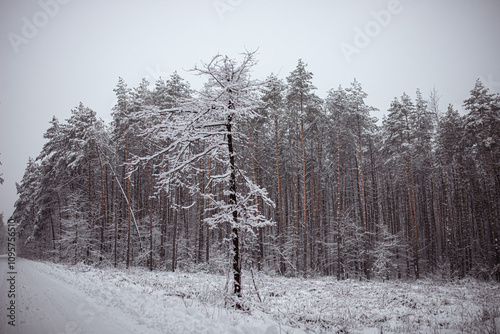 Lonely tree standing in snow-covered forest with tall evergreens on a cloudy winter day in a serene wilderness landscape