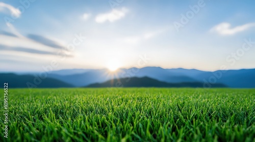 A field of green grass with a bright sun in the sky