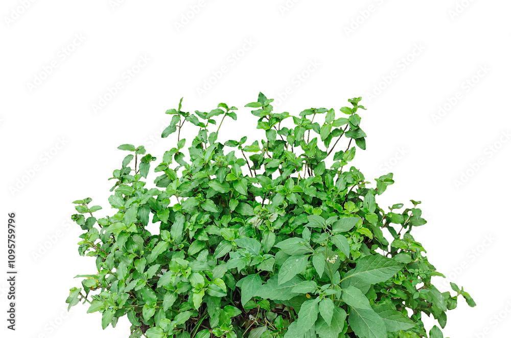 Obraz premium bunch of parsley, a plant bush with leaves on it png, a green plant growing on a tree, a hanging green vine with leaves isolated on png background,