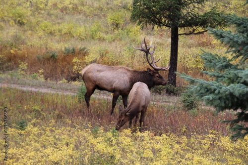 Rutting Elk, Jasper National Park, Alberta