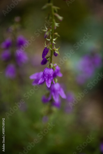 Beautiful purple bell flowers in the garden. Campanula with raindrops on petals