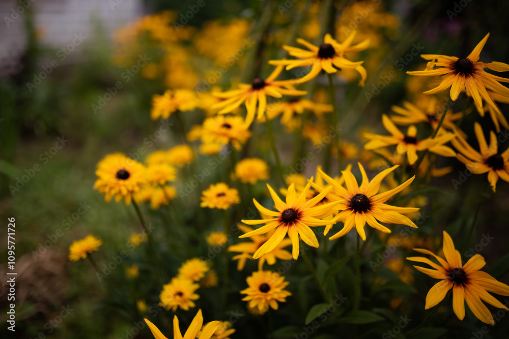 Goldsturm rudbeckia blooming in a garden with bright yellow flowers Ideal for landscape design Goldsturm rudbeckia blooming in a garden with bright yellow flowers Ideal for landscape design