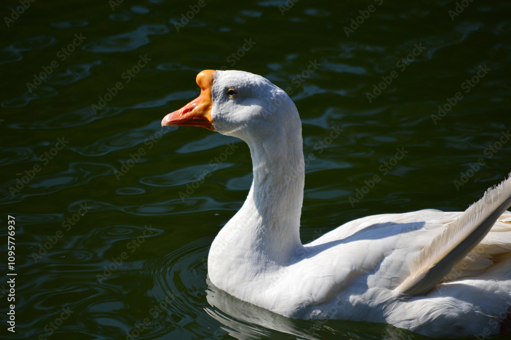 Close-up of a duck (Anas platyrhynchos) swimming on a lake, with a clear focus on its vibrant feathers and smooth water reflections. The soft background highlights the duck’s colors and texture. Close-up of a duck (Anas platyrhynchos) swimming on a lake, with a clear focus on its vibrant feathers and smooth water reflections. The soft background highlights the duck’s colors and texture.
