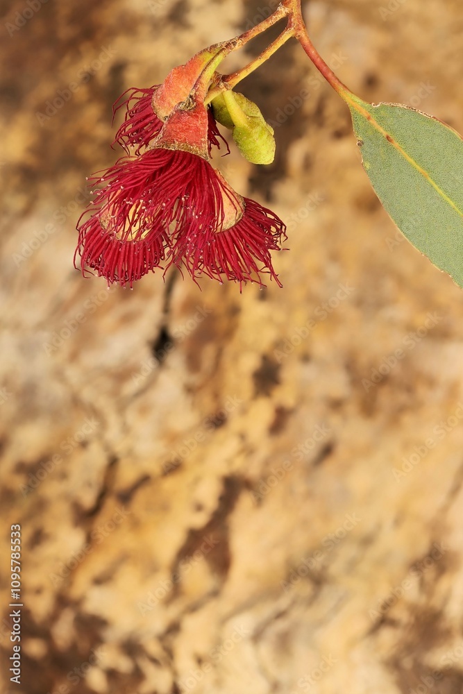 Obraz premium Eucalyptus leucoxylon (Euky Dwarf) stem with flowers, buds and foliage