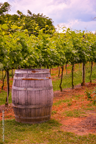 Wine barrel placed among vineyard rows in Andradas, MG. The rustic wood barrel complements the lush green vines, capturing the essence of winemaking in a natural, serene setting photo