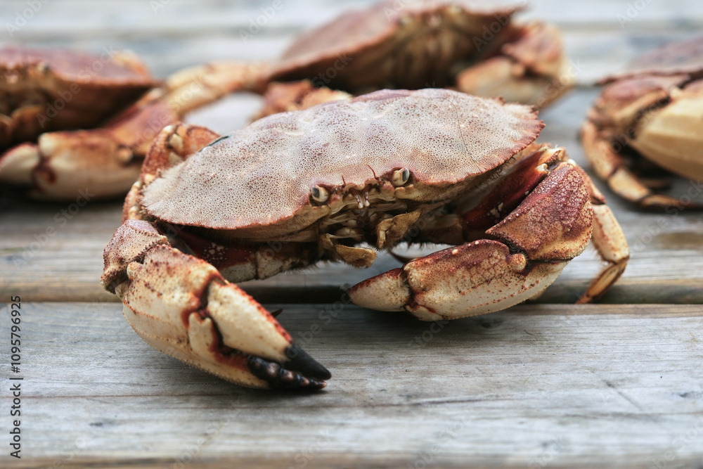 Live Crabs Just Caught by Fishermen from the Atlantic Ocean in Canada Live Crabs Just Caught by Fishermen from the Atlantic Ocean in Canada