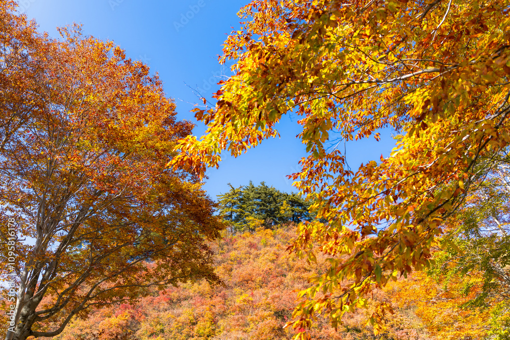 紅葉と秋晴れの空 紅葉と秋晴れの空