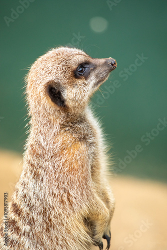 Meerkat portrait looking away profile view 