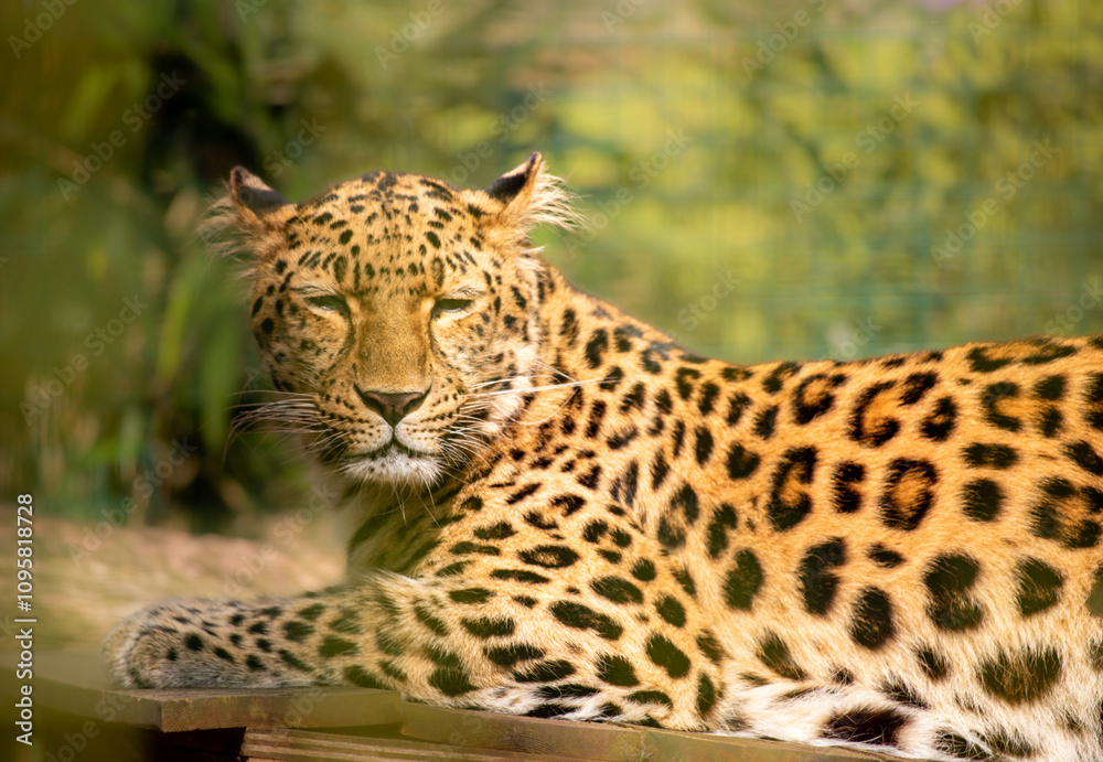 Obraz premium Leopard relaxed in zoo
