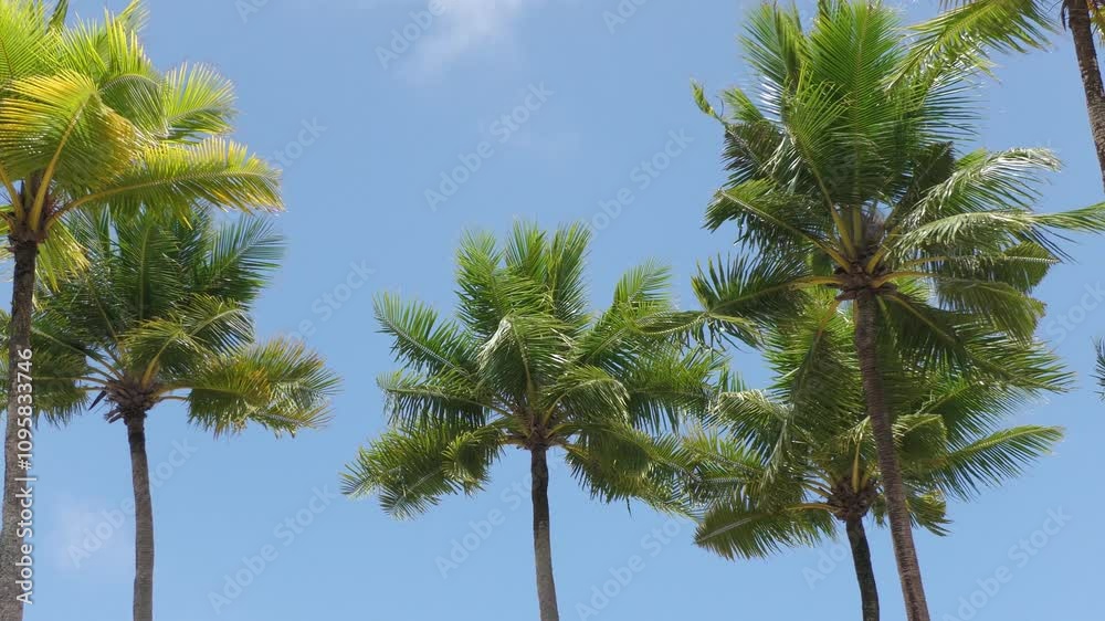 Upper part view of coconut trees gently swaying in the breeze, steady footage Upper part view of coconut trees gently swaying in the breeze, steady footage