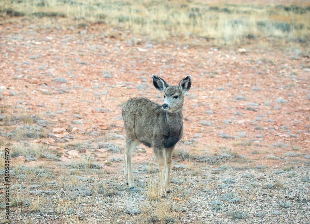 Solitary young fawn in rural Wyoming Solitary young fawn in rural Wyoming